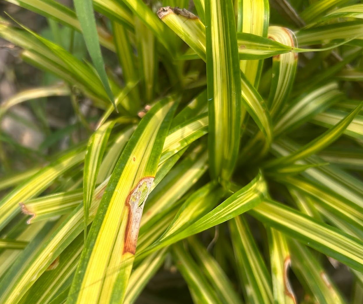 Spider plant leaf damaged and brown