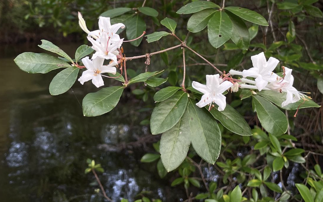 Swamp Azalea