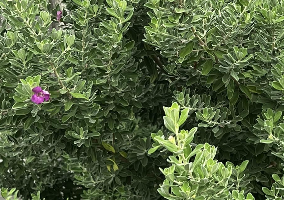 Texas Sage as Privacy Hedge