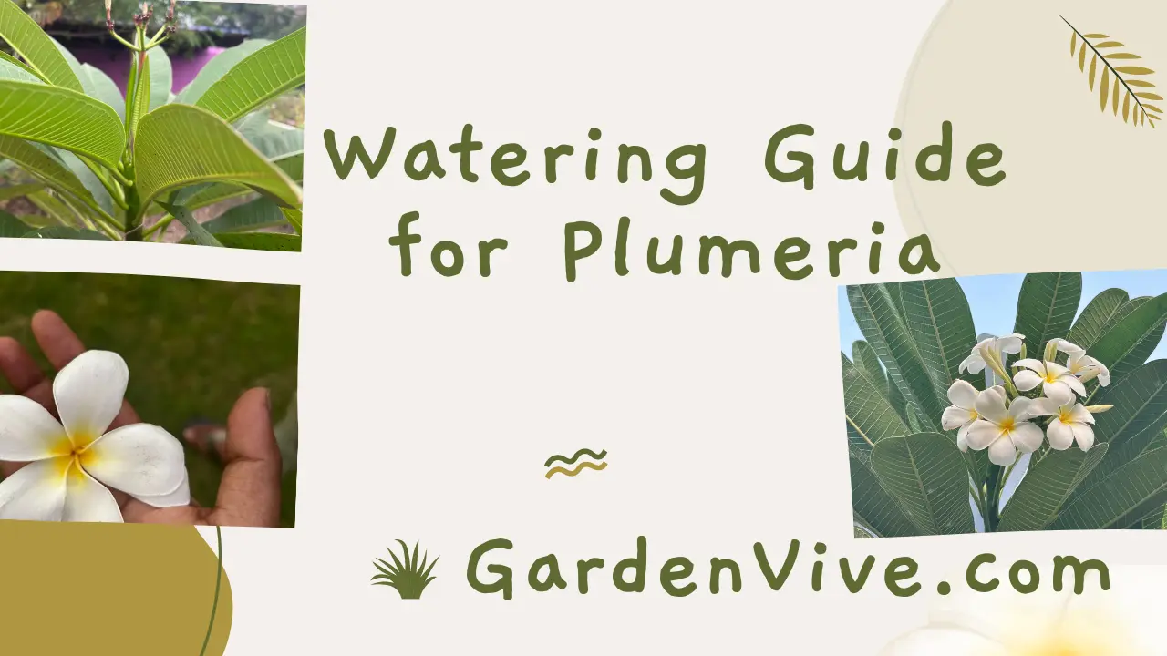 Watering Plumeria