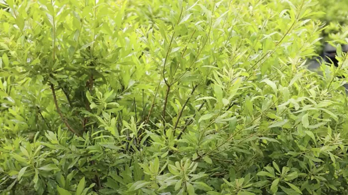 Wax Myrtle Hedge