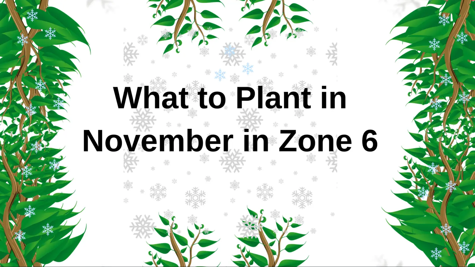 What to Plant in November in Zone 6