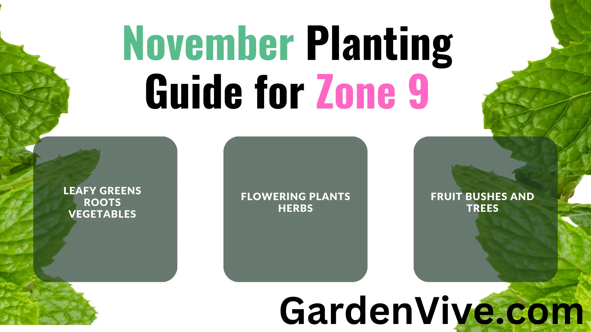 What to Plant in November in Zone 9