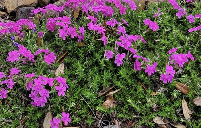 creeping phlox