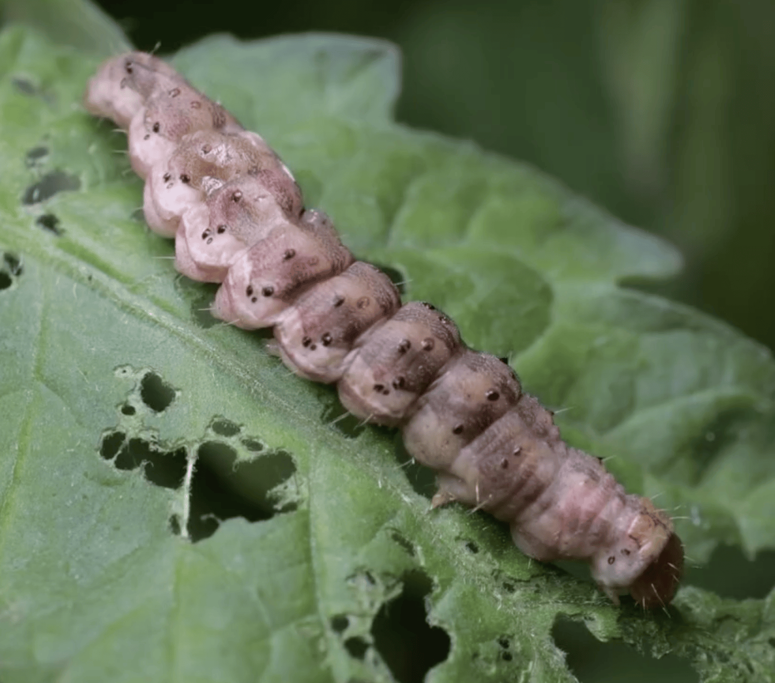 helicoverpa armigera