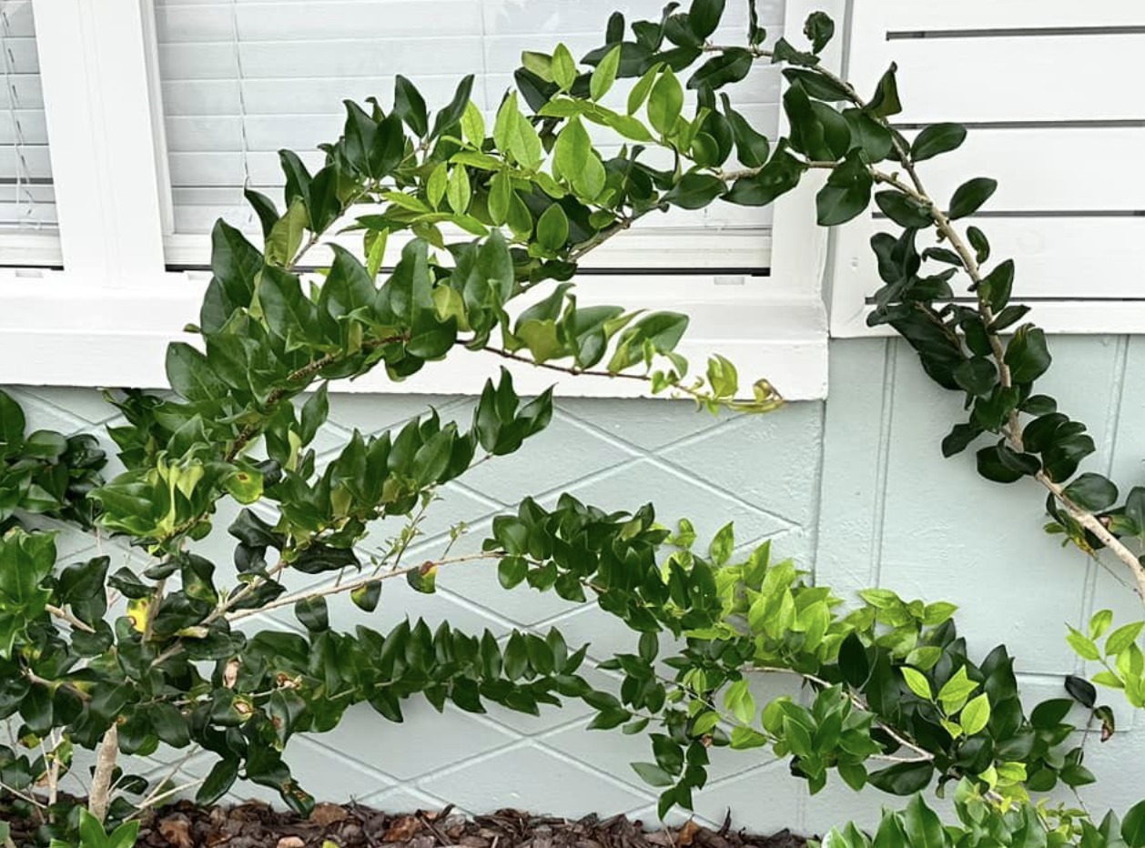 ligustrum