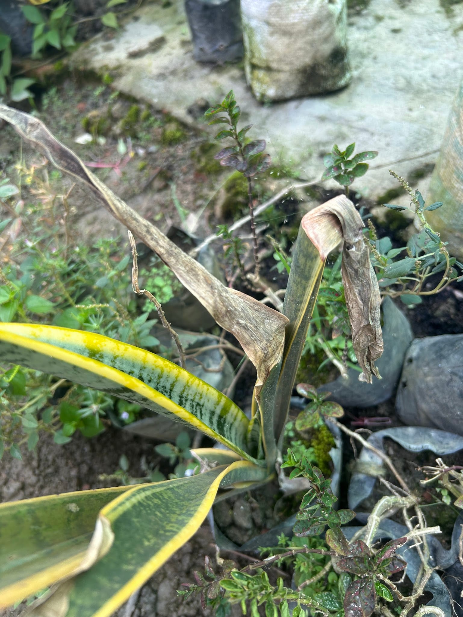 Snake Plant Leaves Turning Brown and Drying out