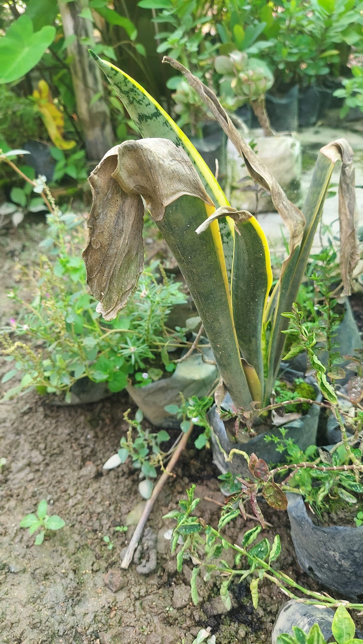 Snake plant leaf dry