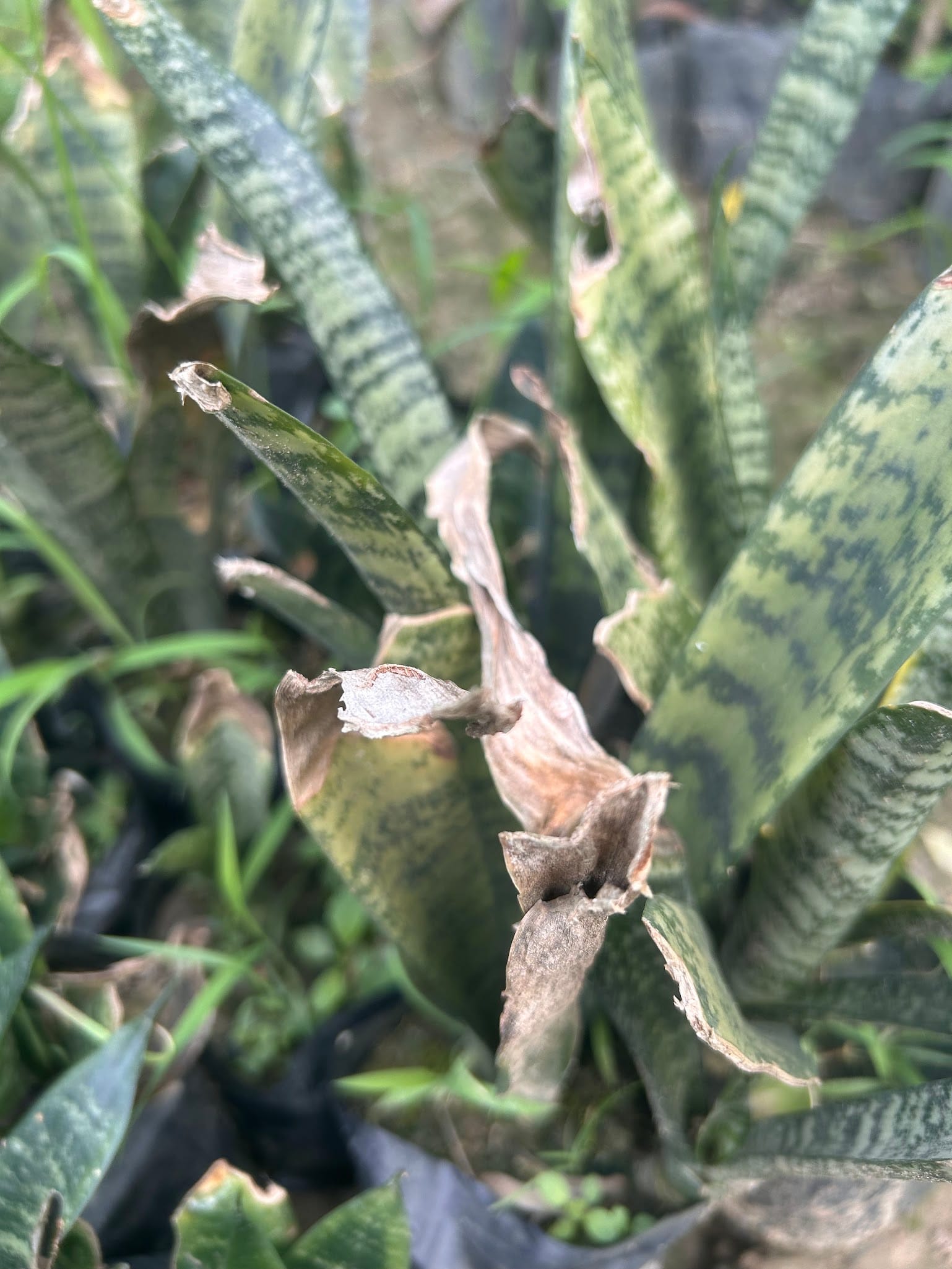 Snake plant brown leaves