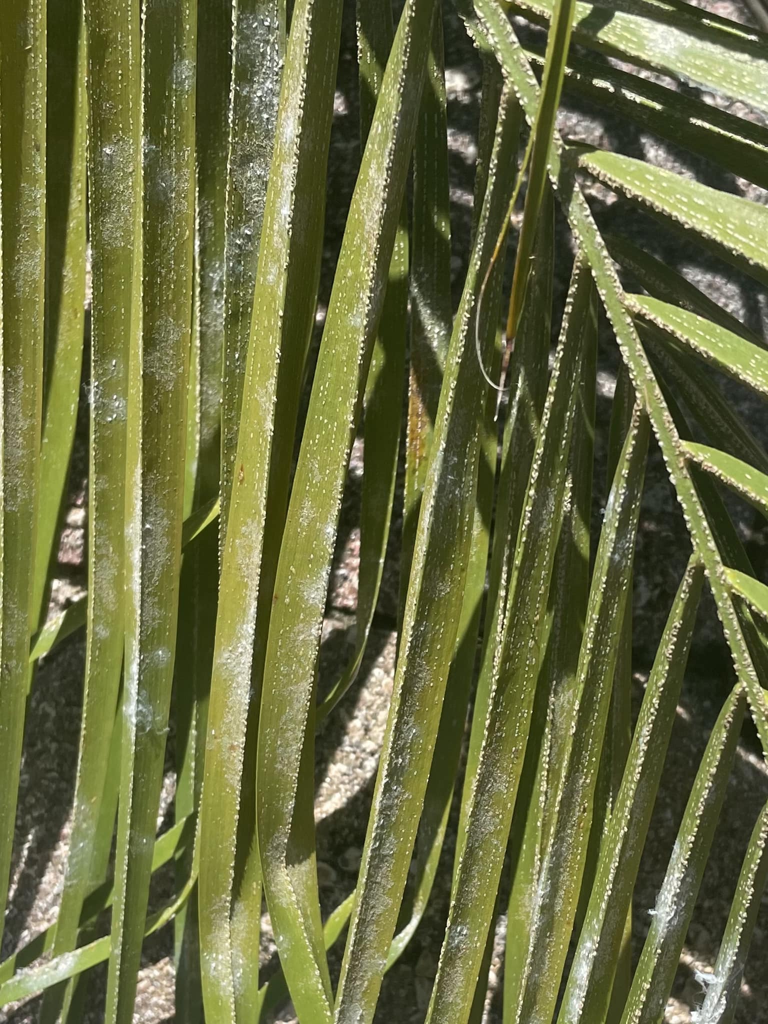 White spots on palm fronds