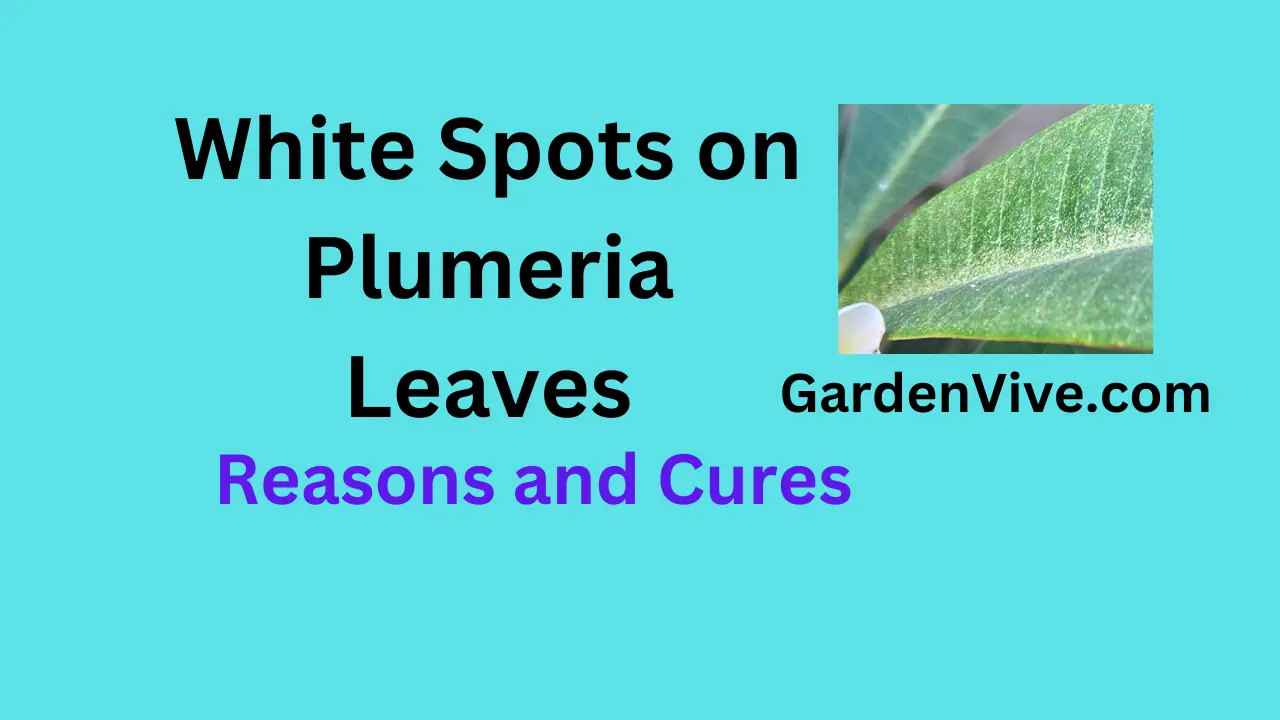 White Spots on Plumeria Leaves