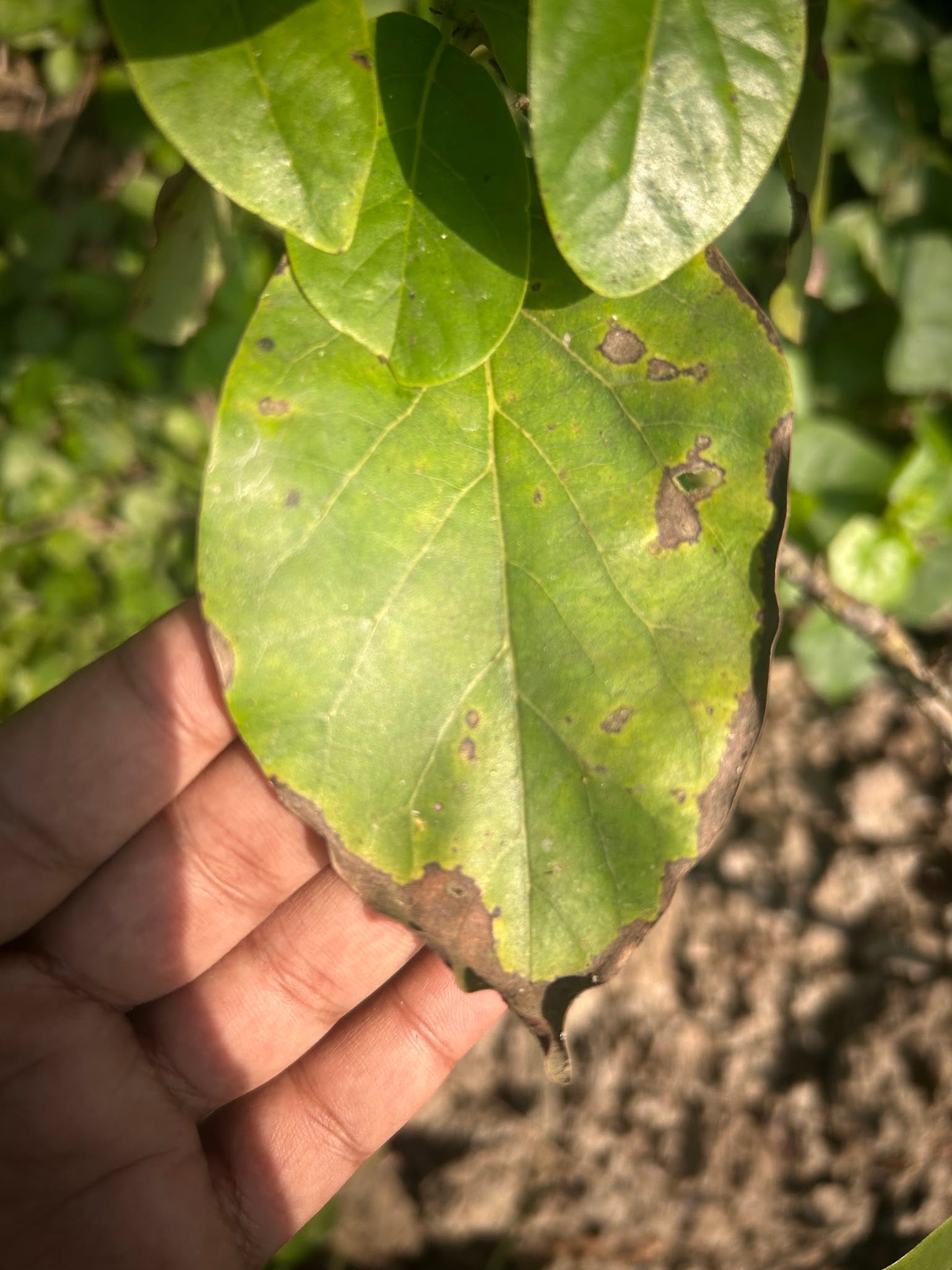 Avocado leaf edges turning brown