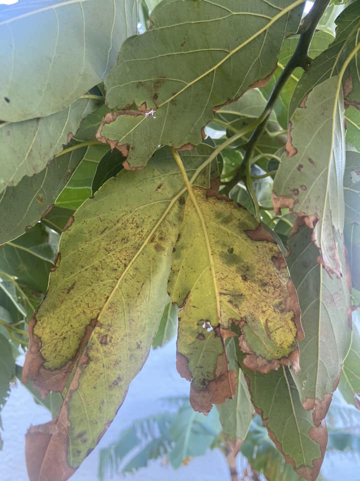 Avocado leaves brown problem