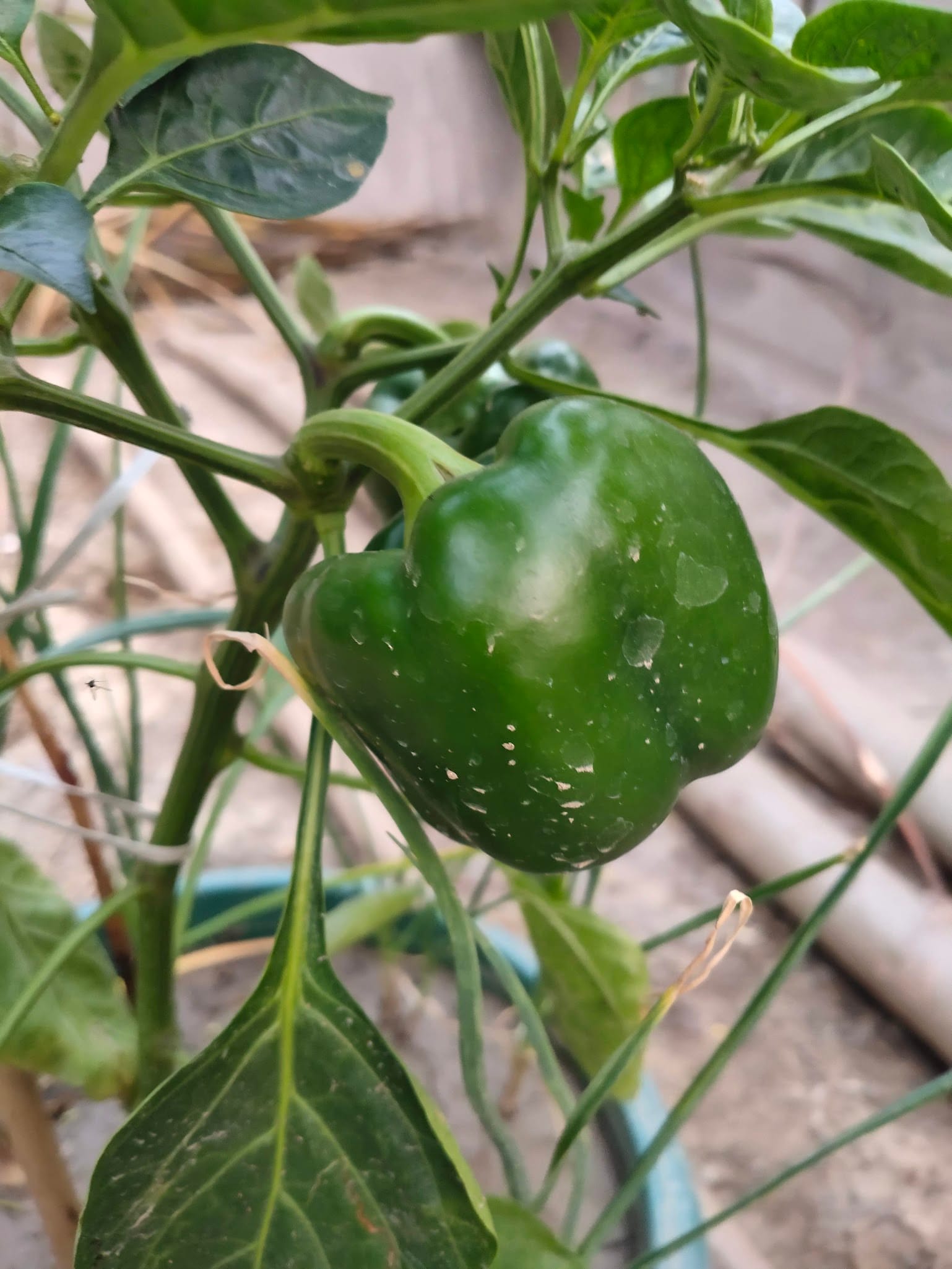 Bell pepper