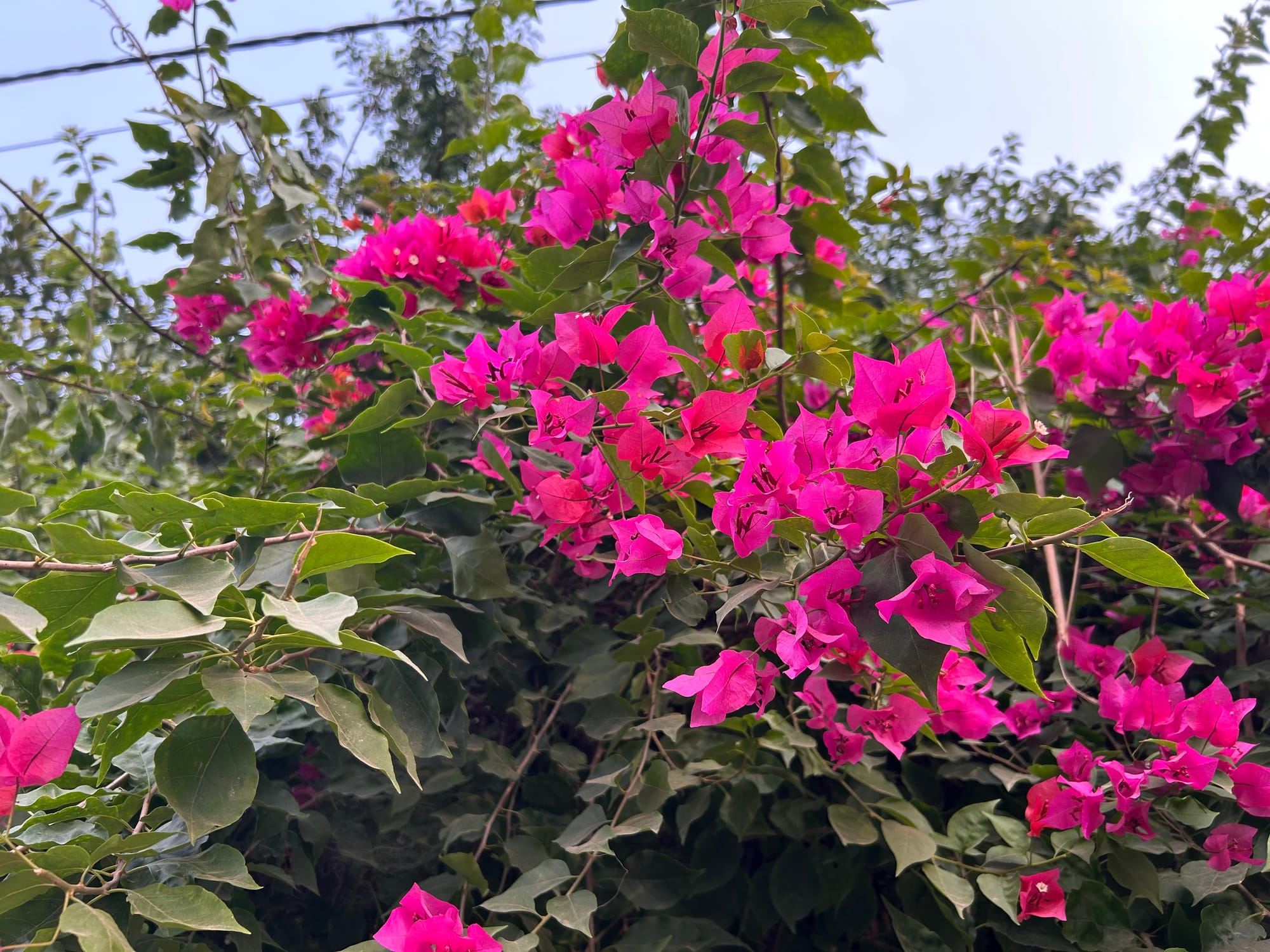 Bougainvillea In Florida