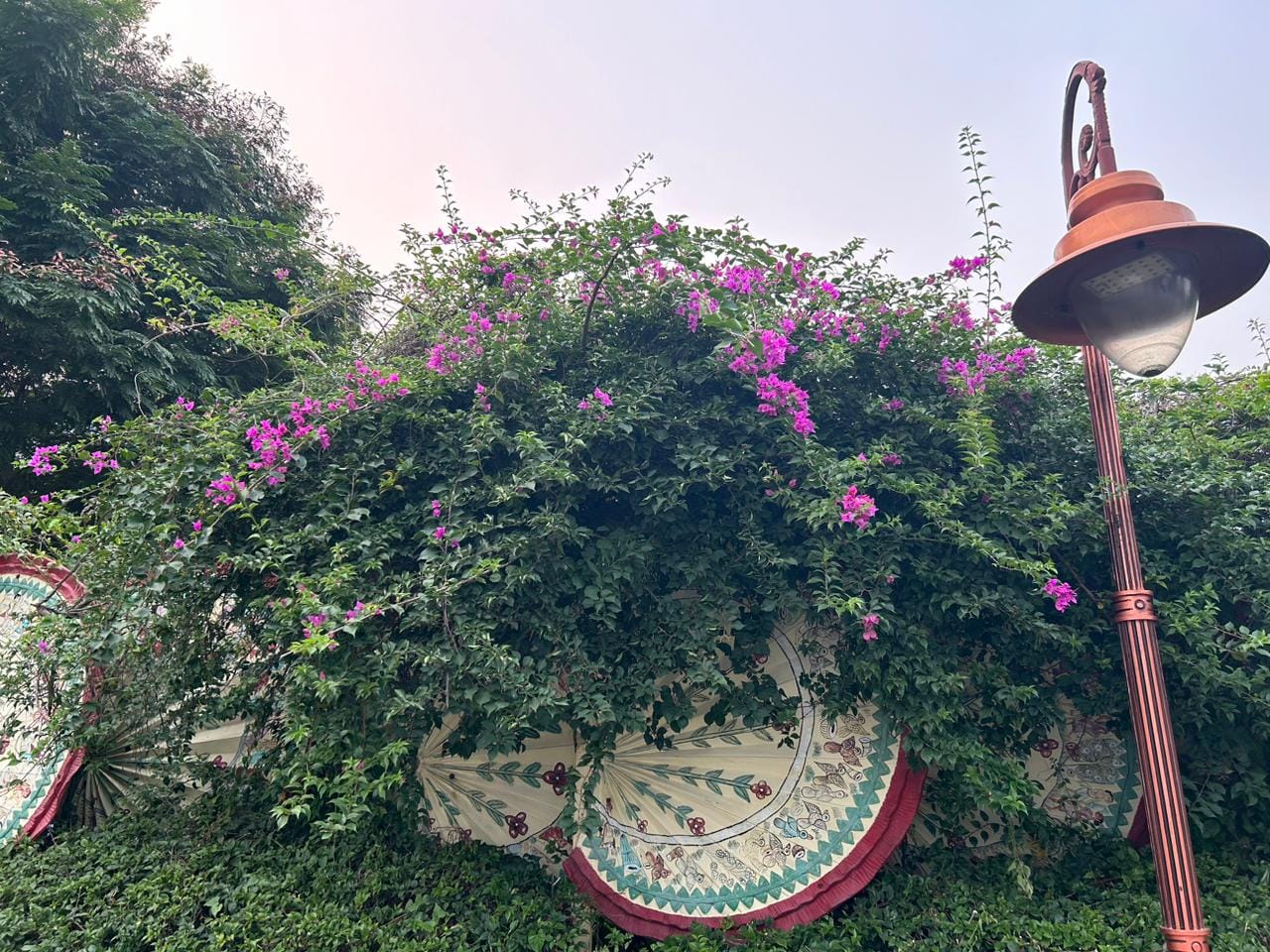 Bougainvillea