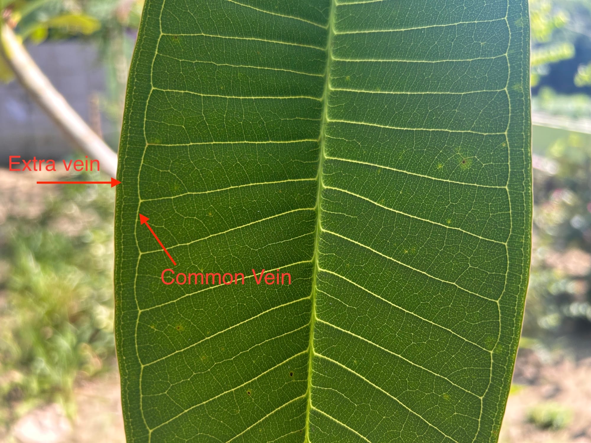 Celadine Plumeria Extra Leaf Vein