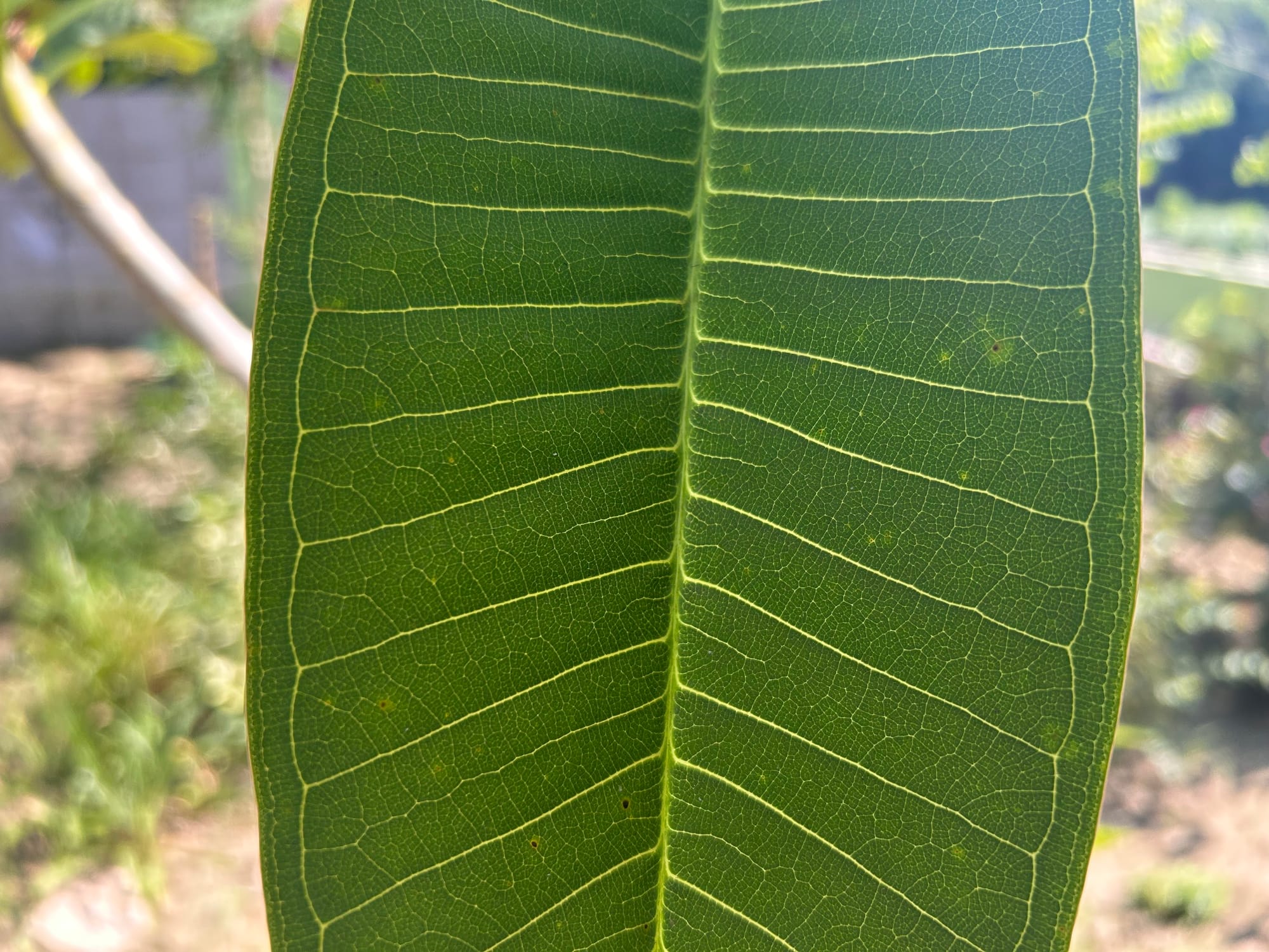 Celadine Plumeria Leaf Veins