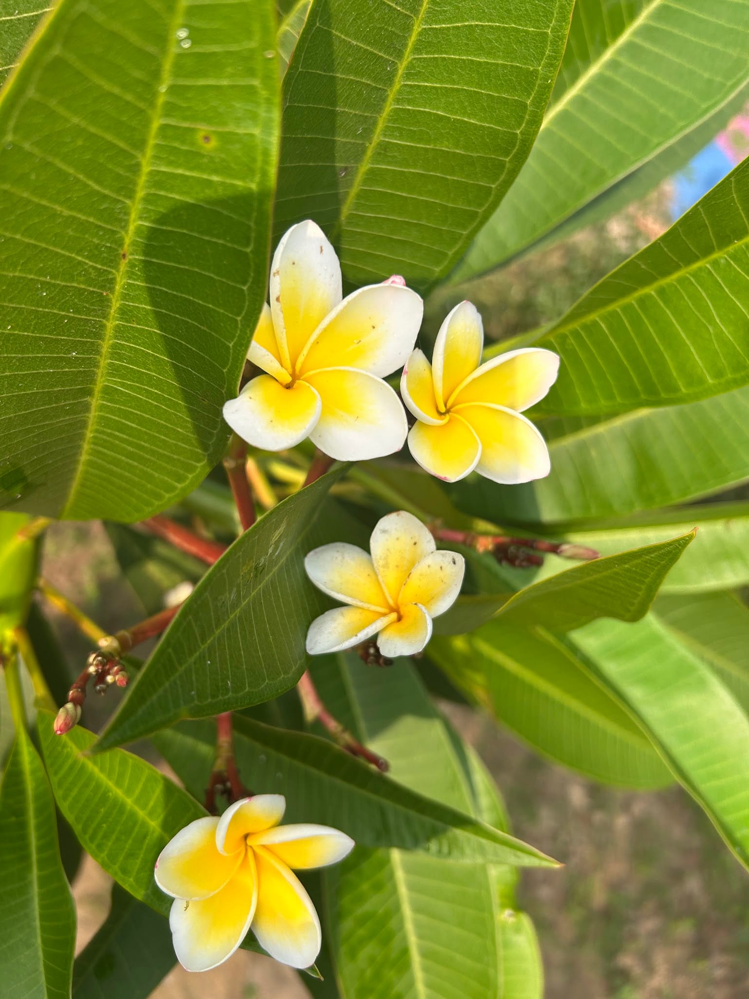 Celadine Plumeria