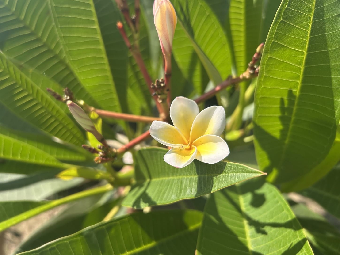 Celadine Plumeria