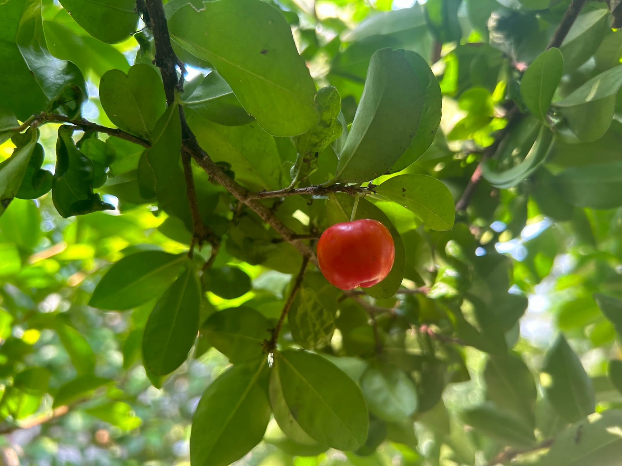 Barbados cherry