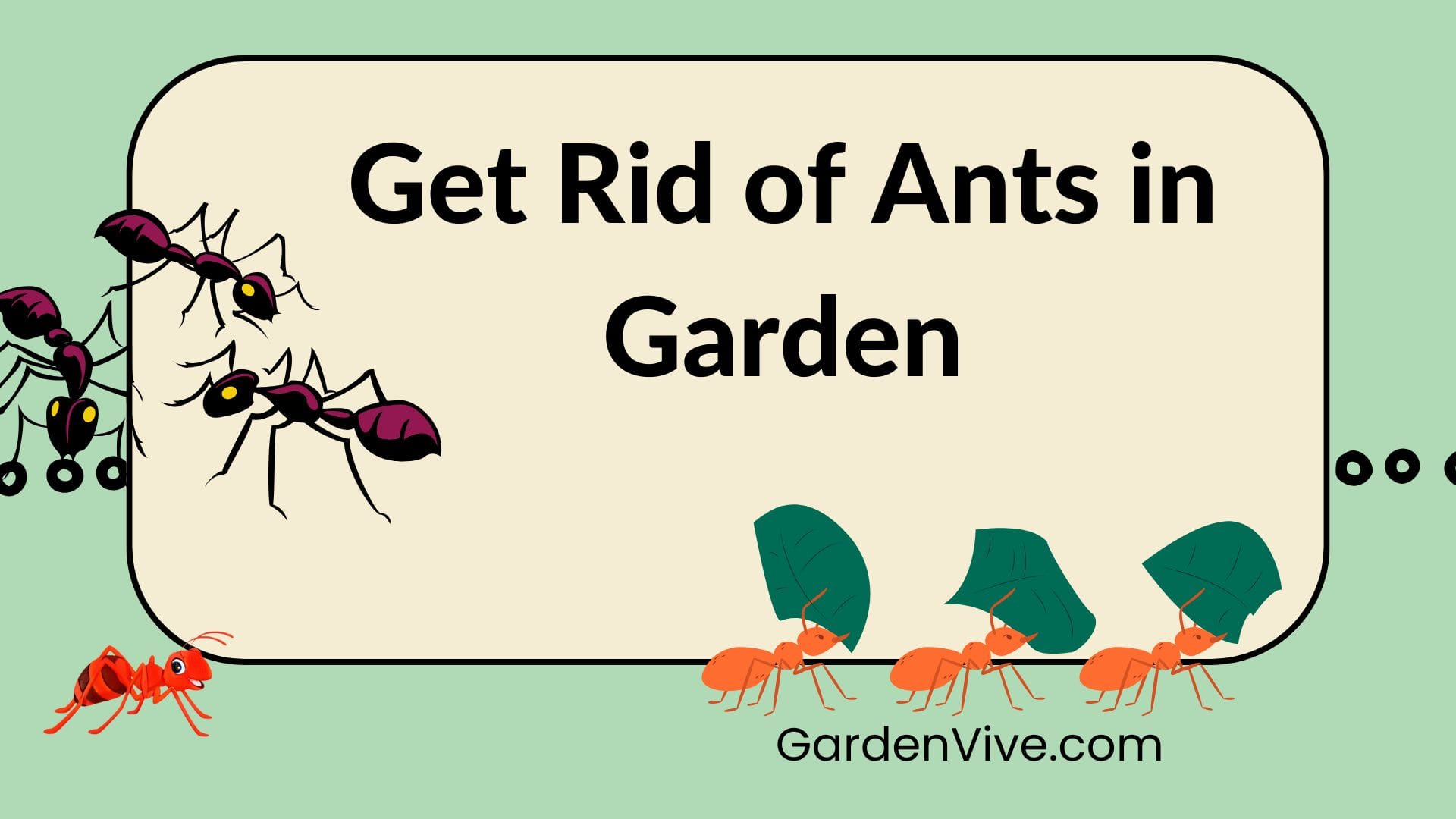 Get Rid of Ants in Garden