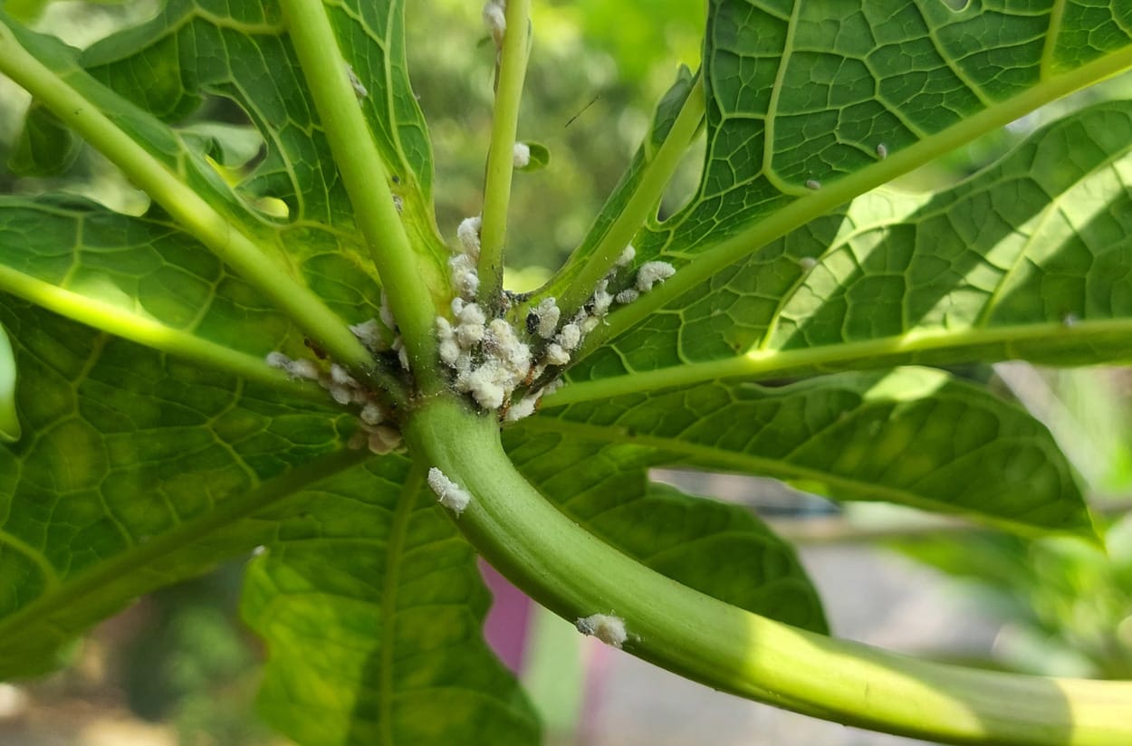 Get Rid Of Mealybugs On Plants