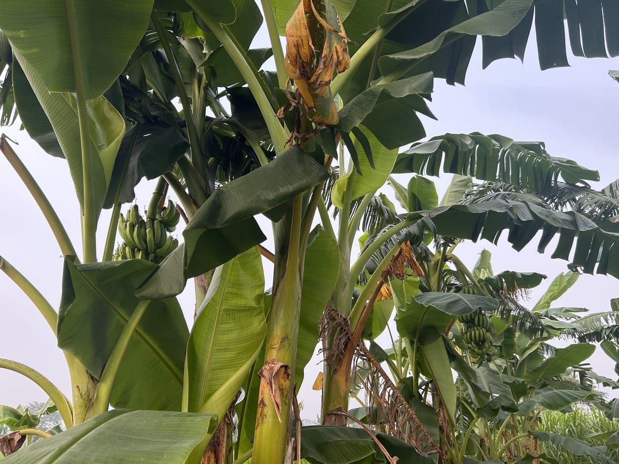 Grow Banana Tree in Florida