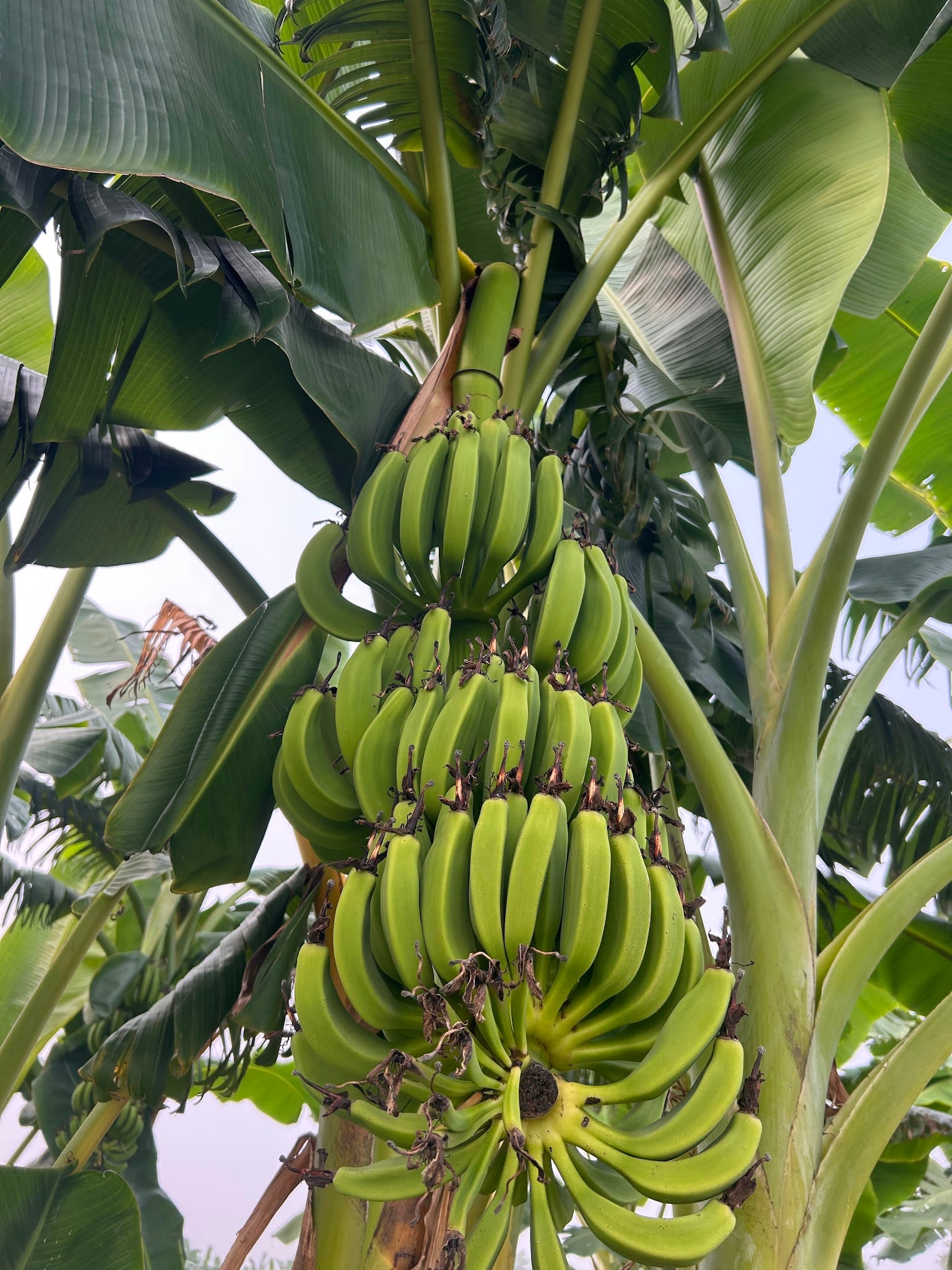 Growing banana trees in Florida