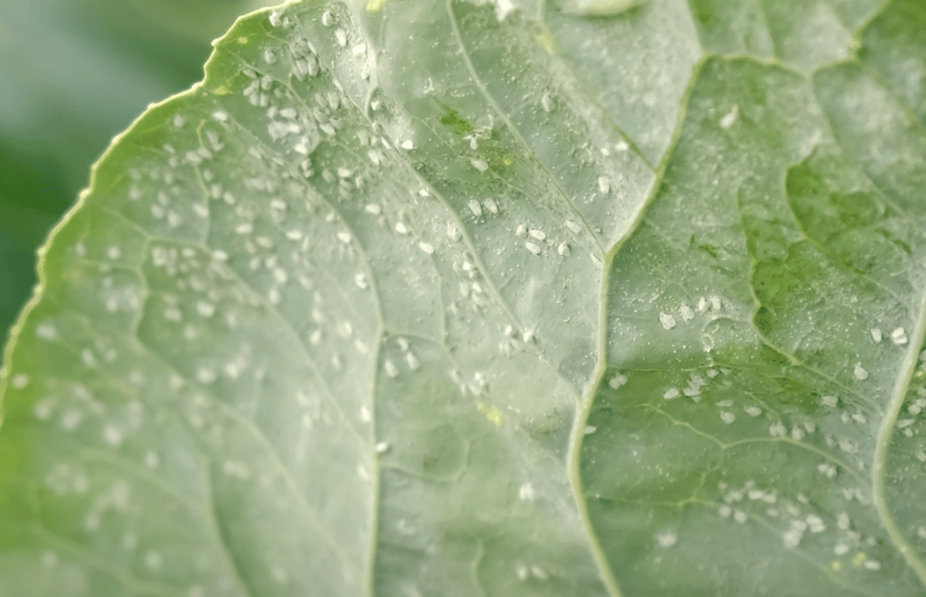 Home Remedy for Whiteflies on Plants