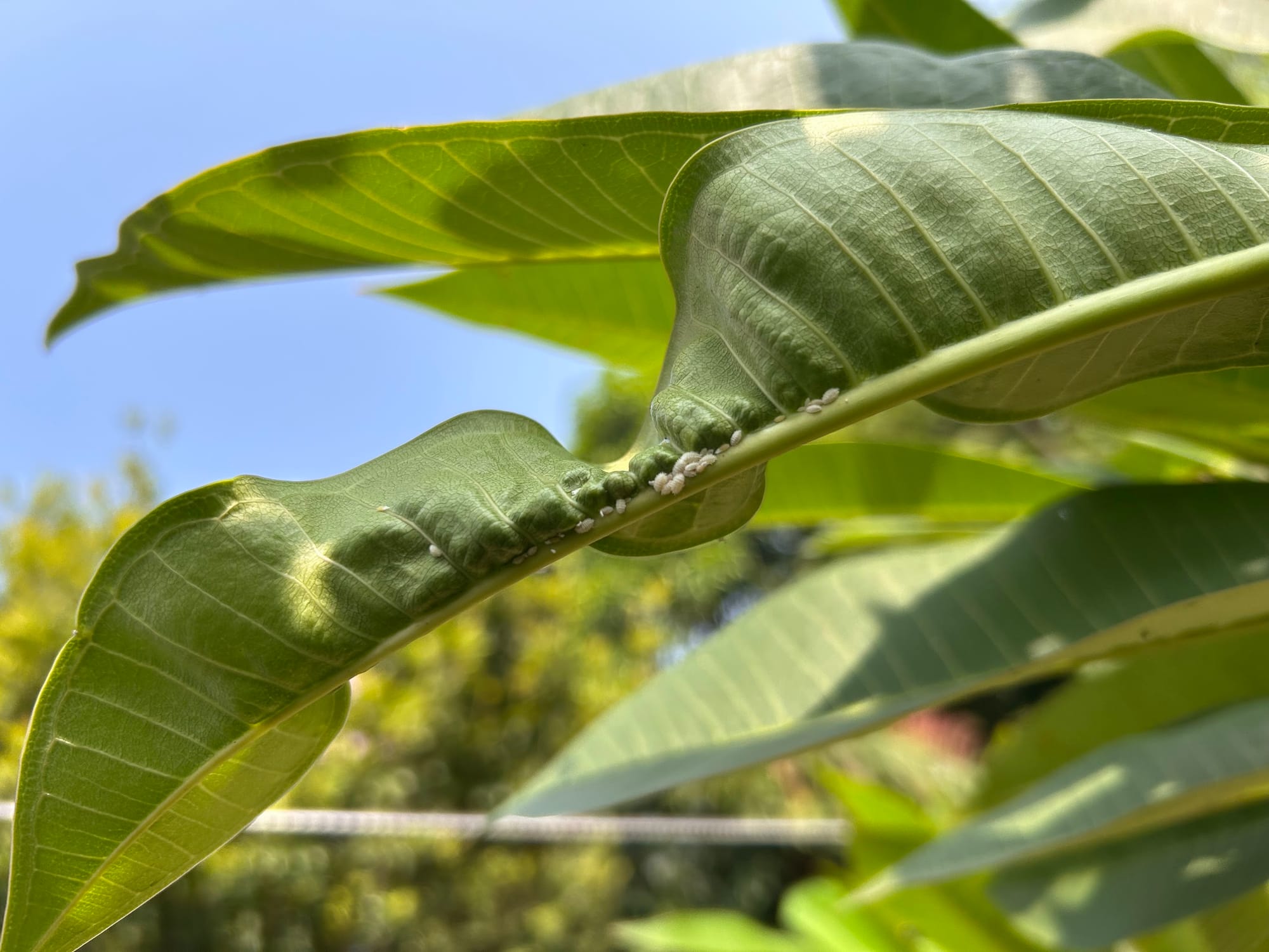 Leaf curling due to mealybugs