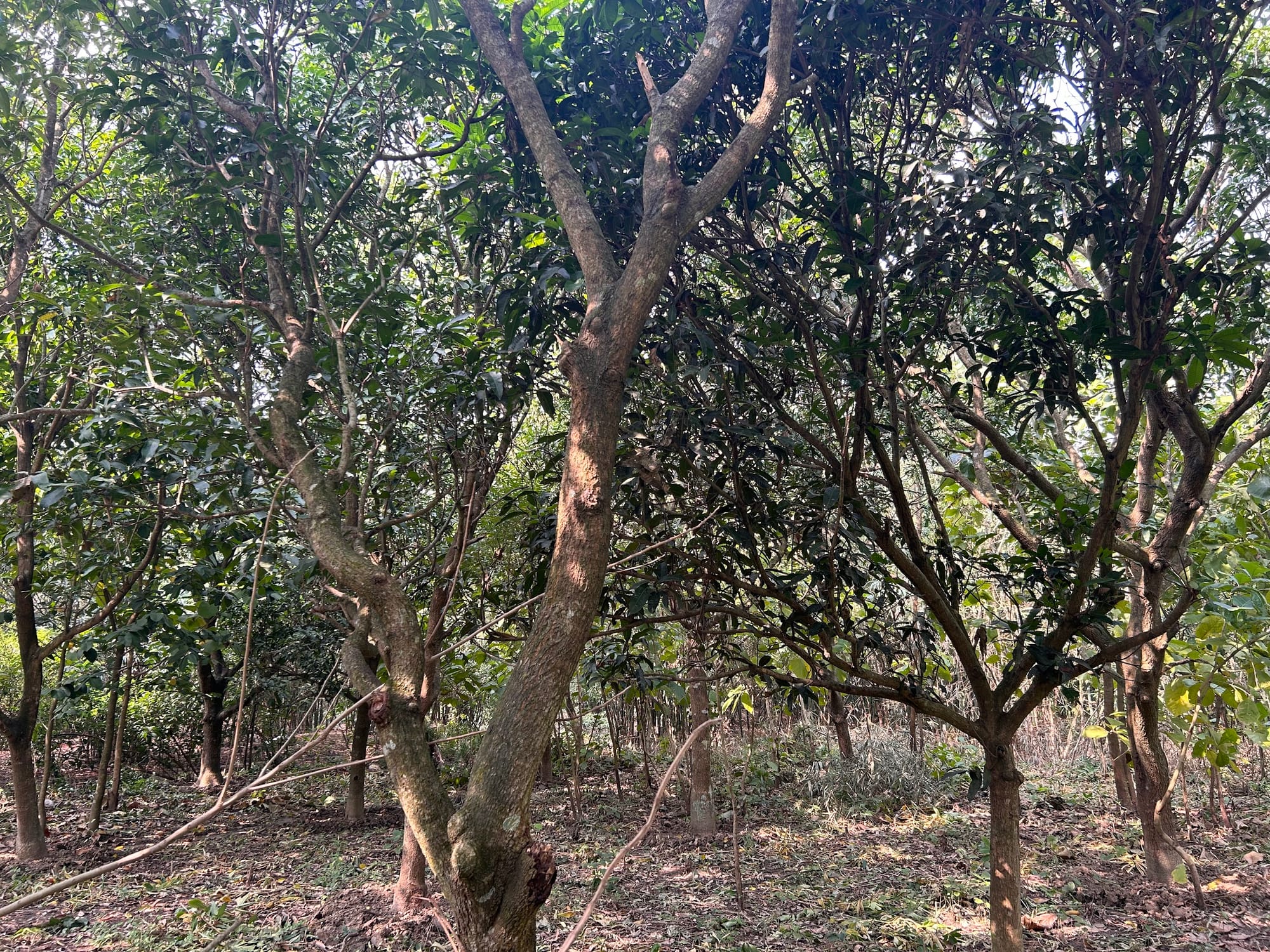 My mango garden in Florida