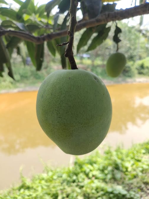 Mango Tree