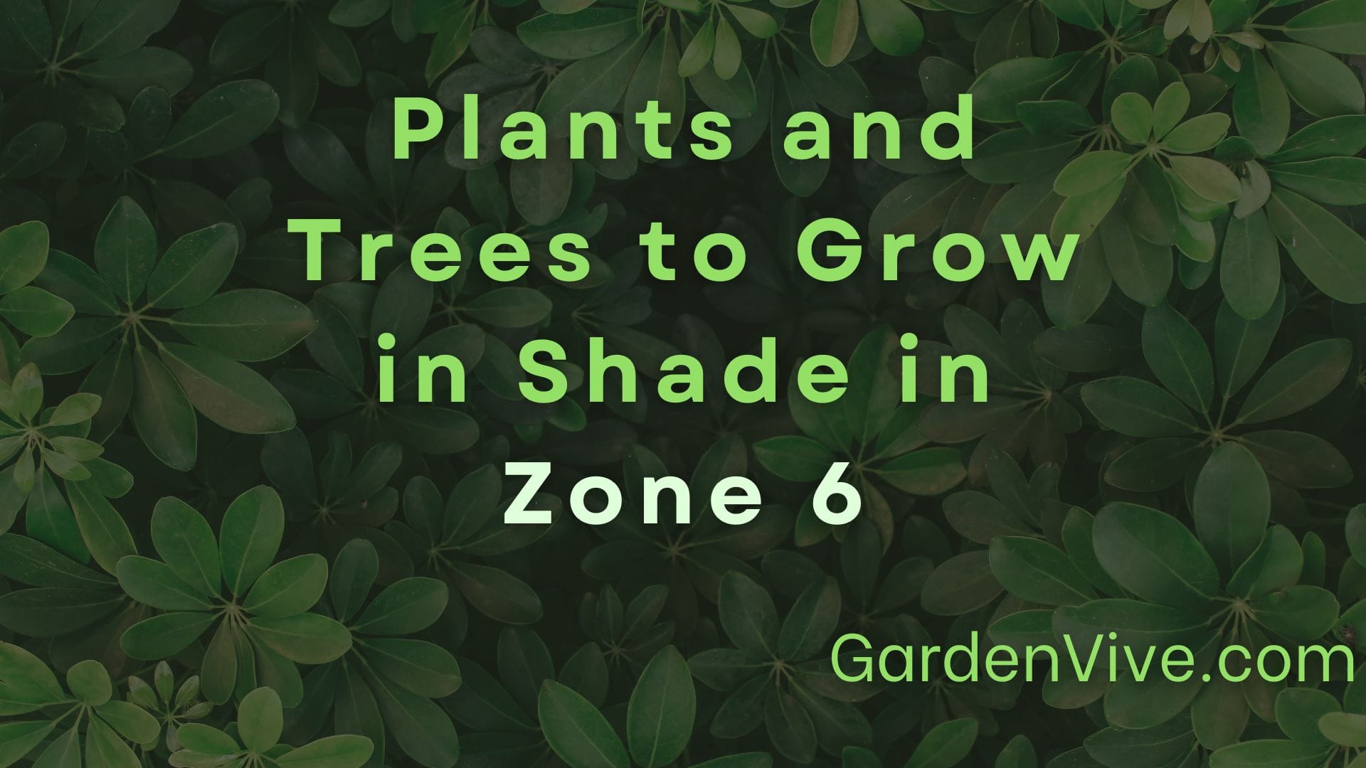 Plants and Trees to Grow in Shade in Zone 6