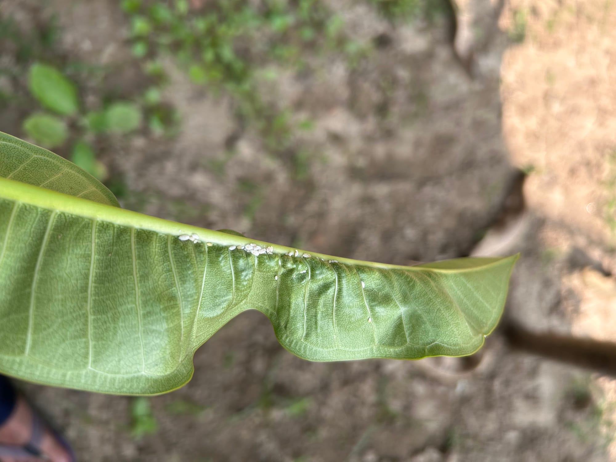 Mealybugs on plumeria