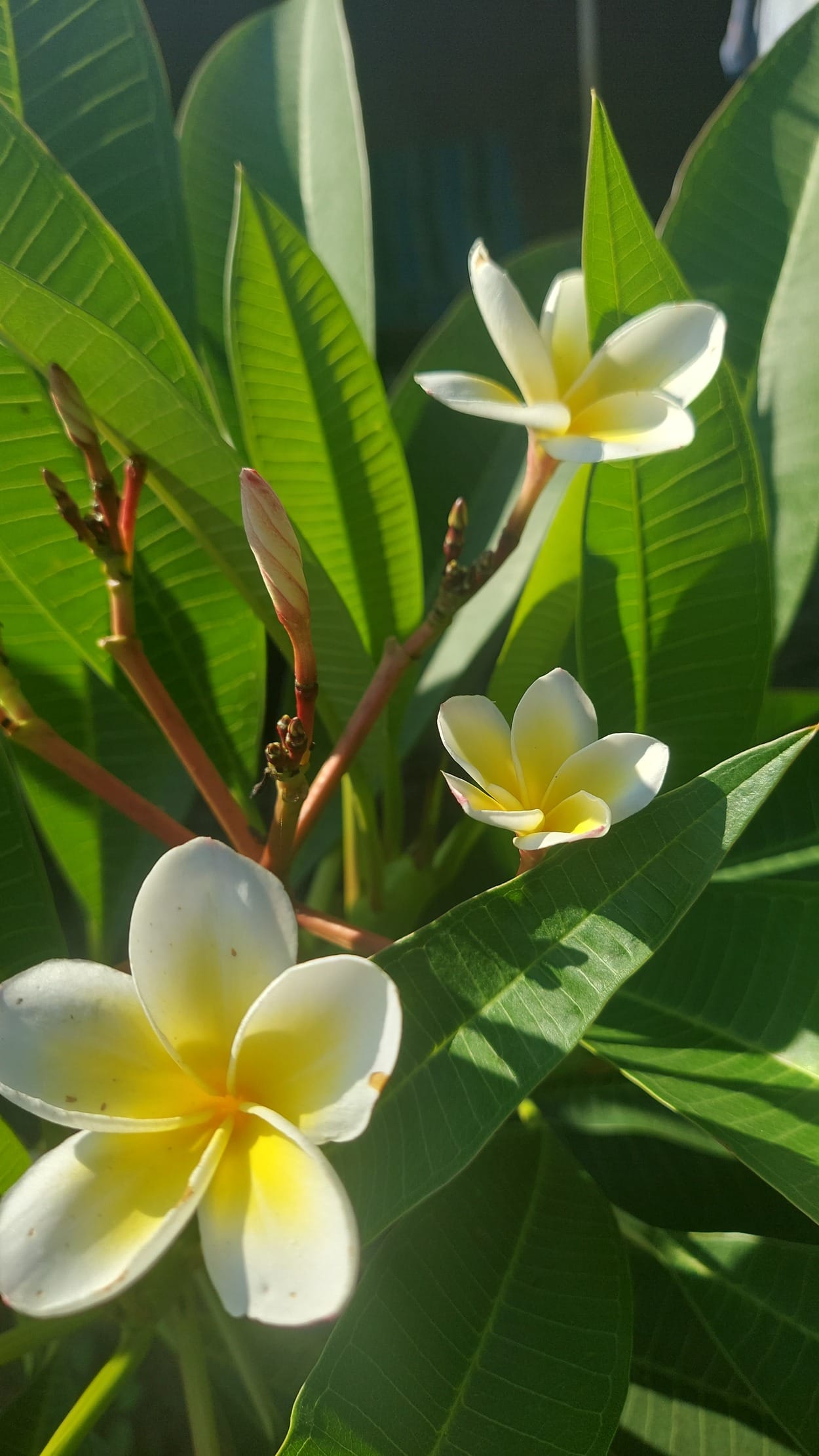 Plumeria Rubra 'Celadine'