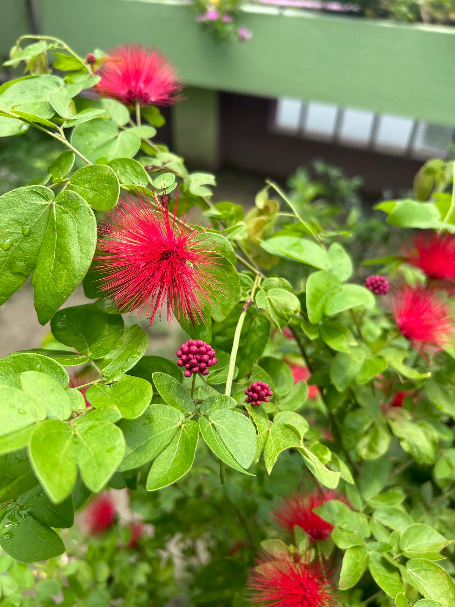 Powder puff flower bud