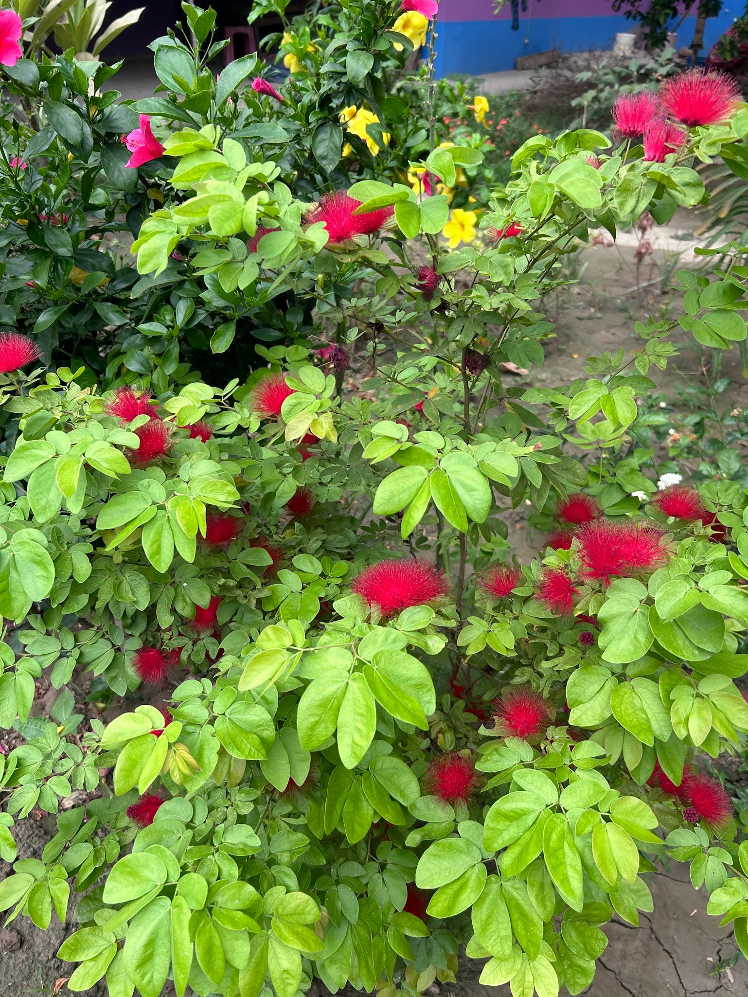 red Powder puff plant