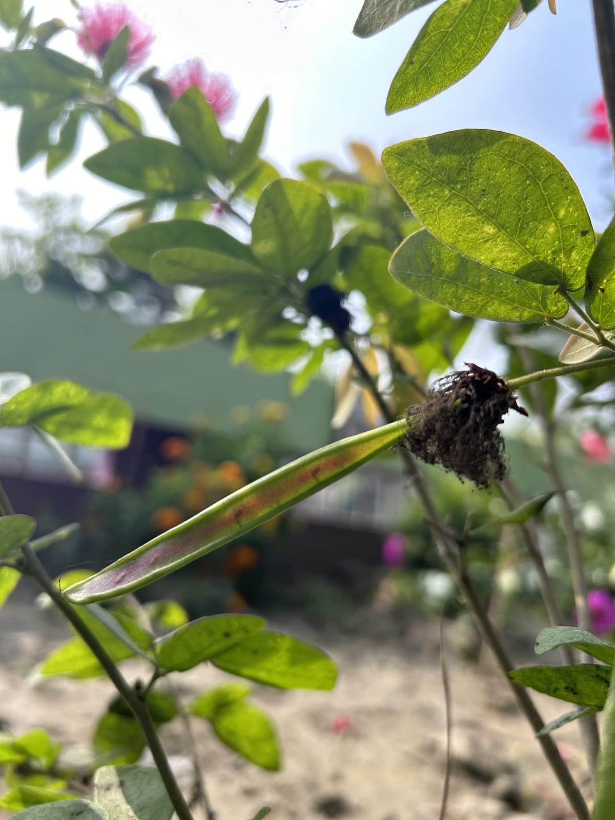 grow Powder Puff (Calliandra) from Seeds