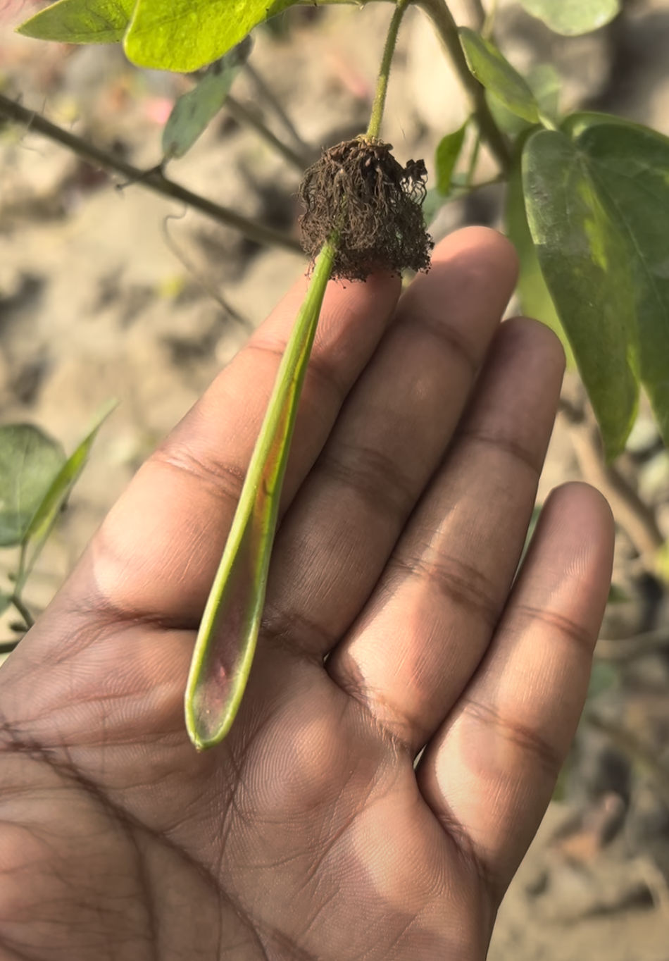 Powder puff seed pod