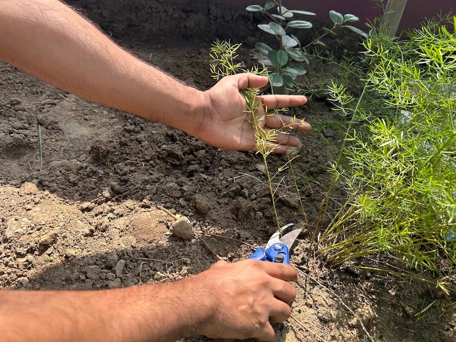 Florida Zone 9 Pruning