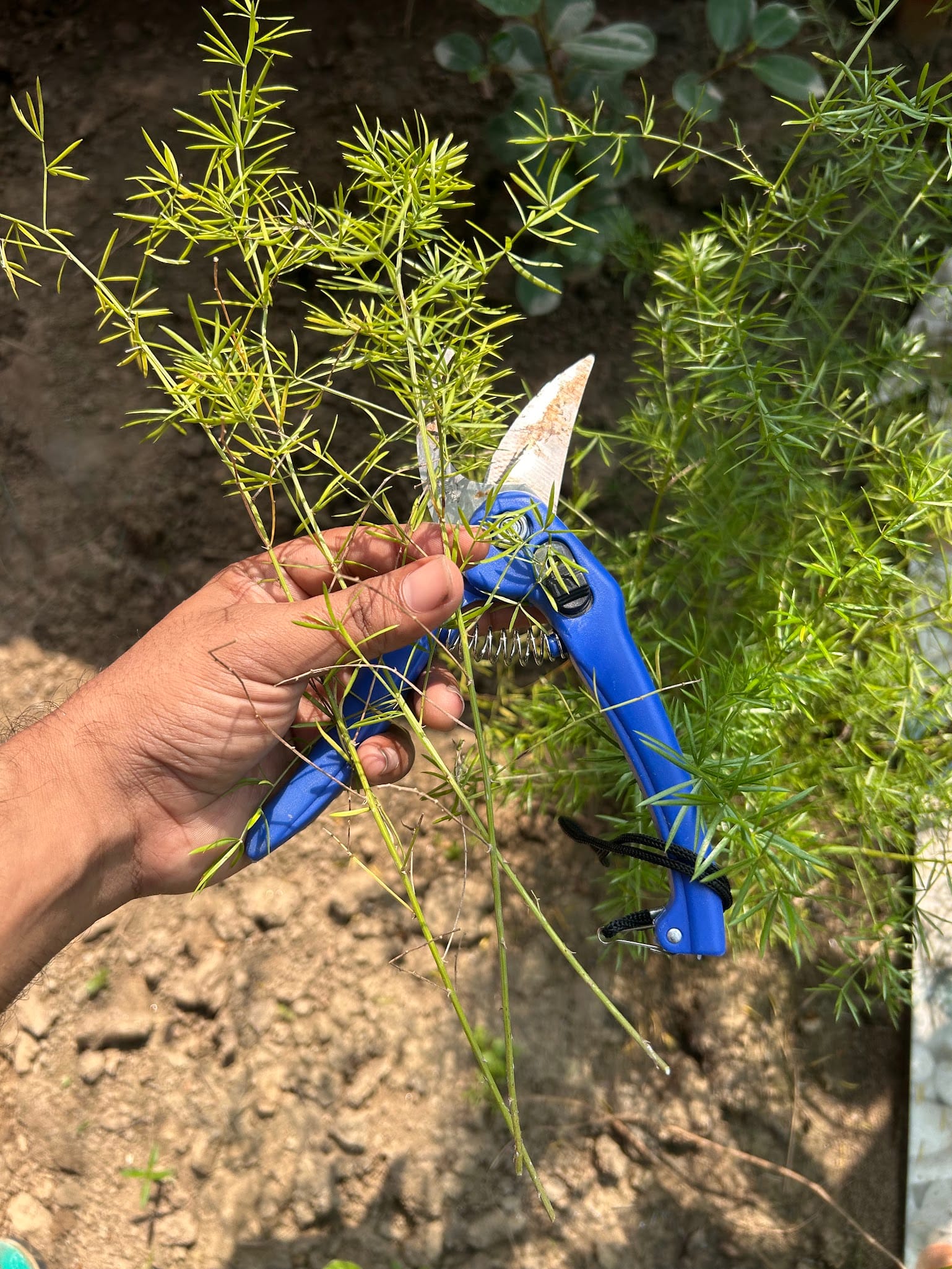 Pruning Asparagus