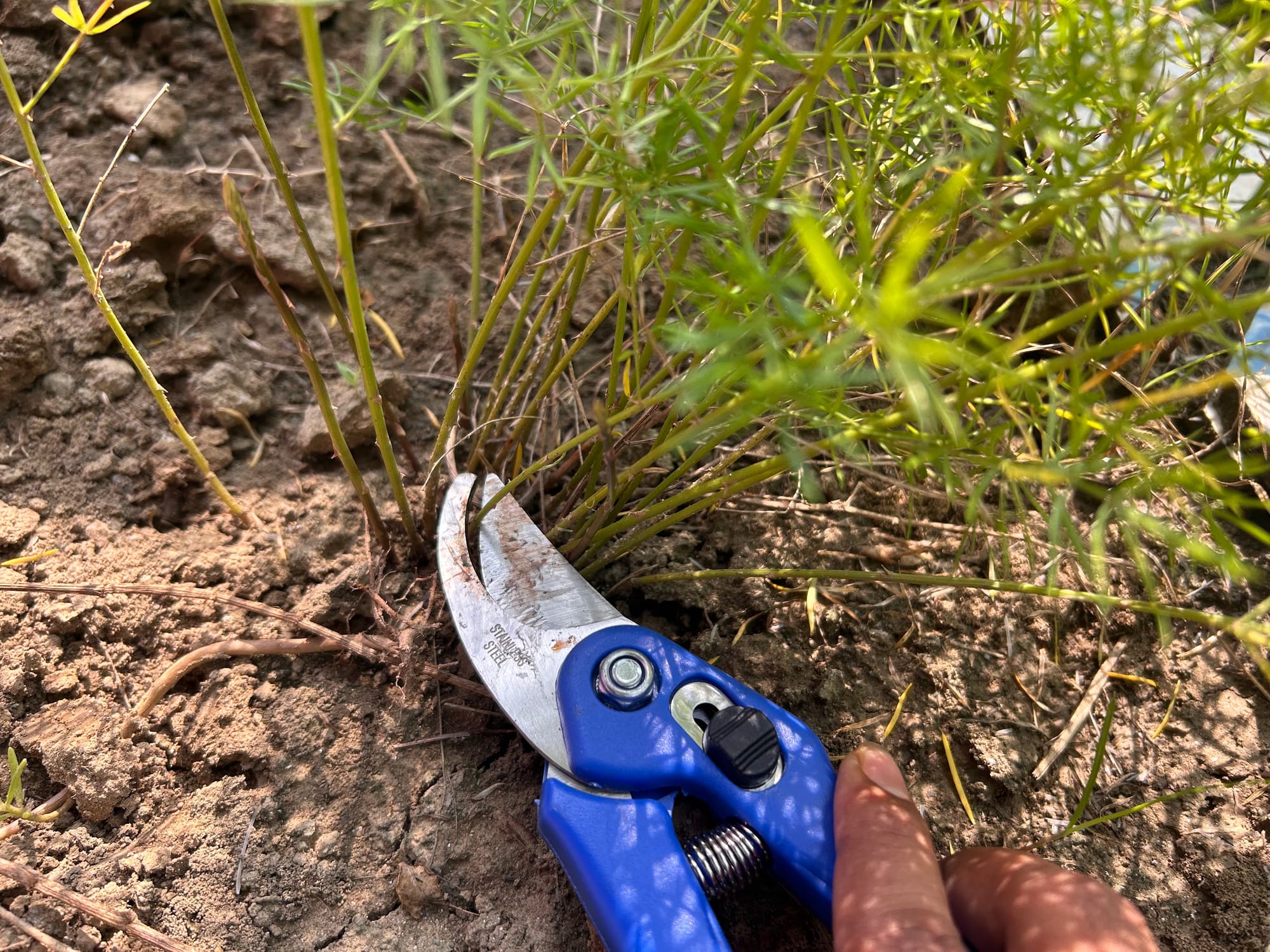 When to trim back asparagus