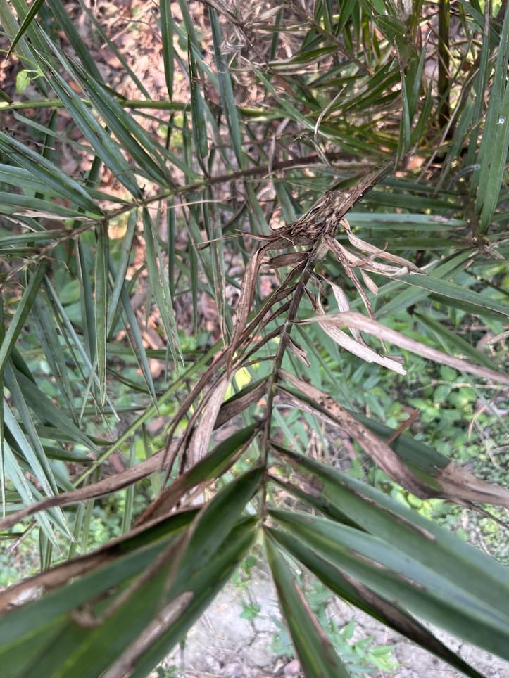 Pygmy Date Palm drying up and turning brown