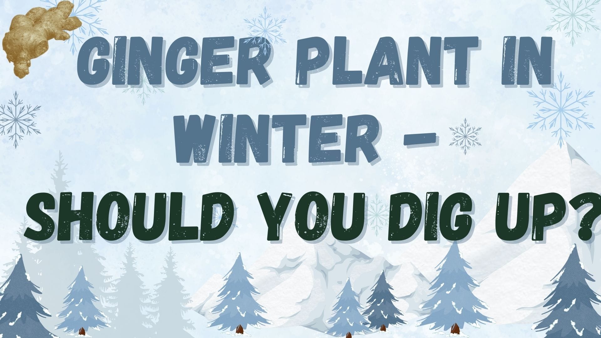 Can I leave my ginger in the ground through the winter?