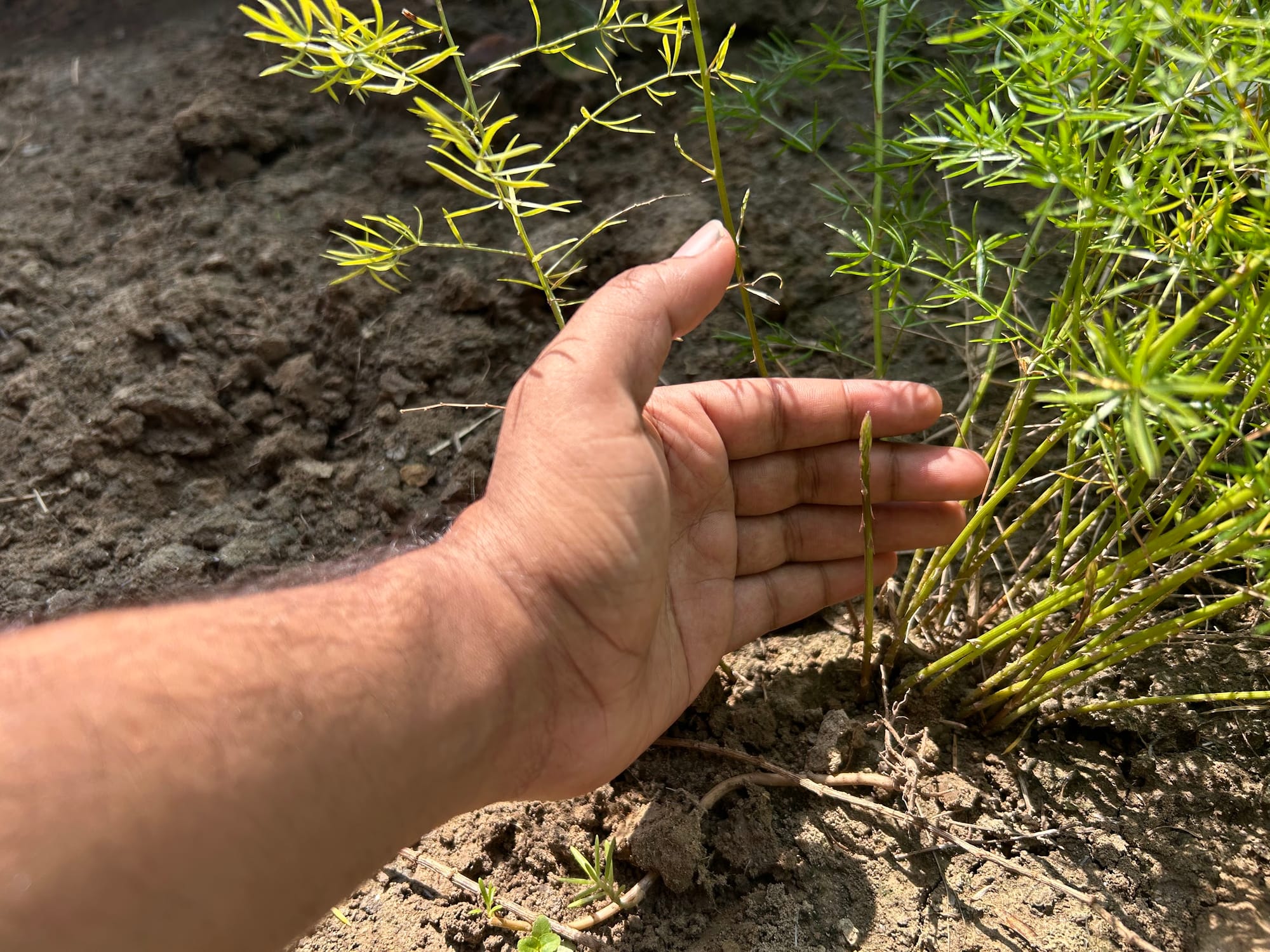 Thin asparagus spear