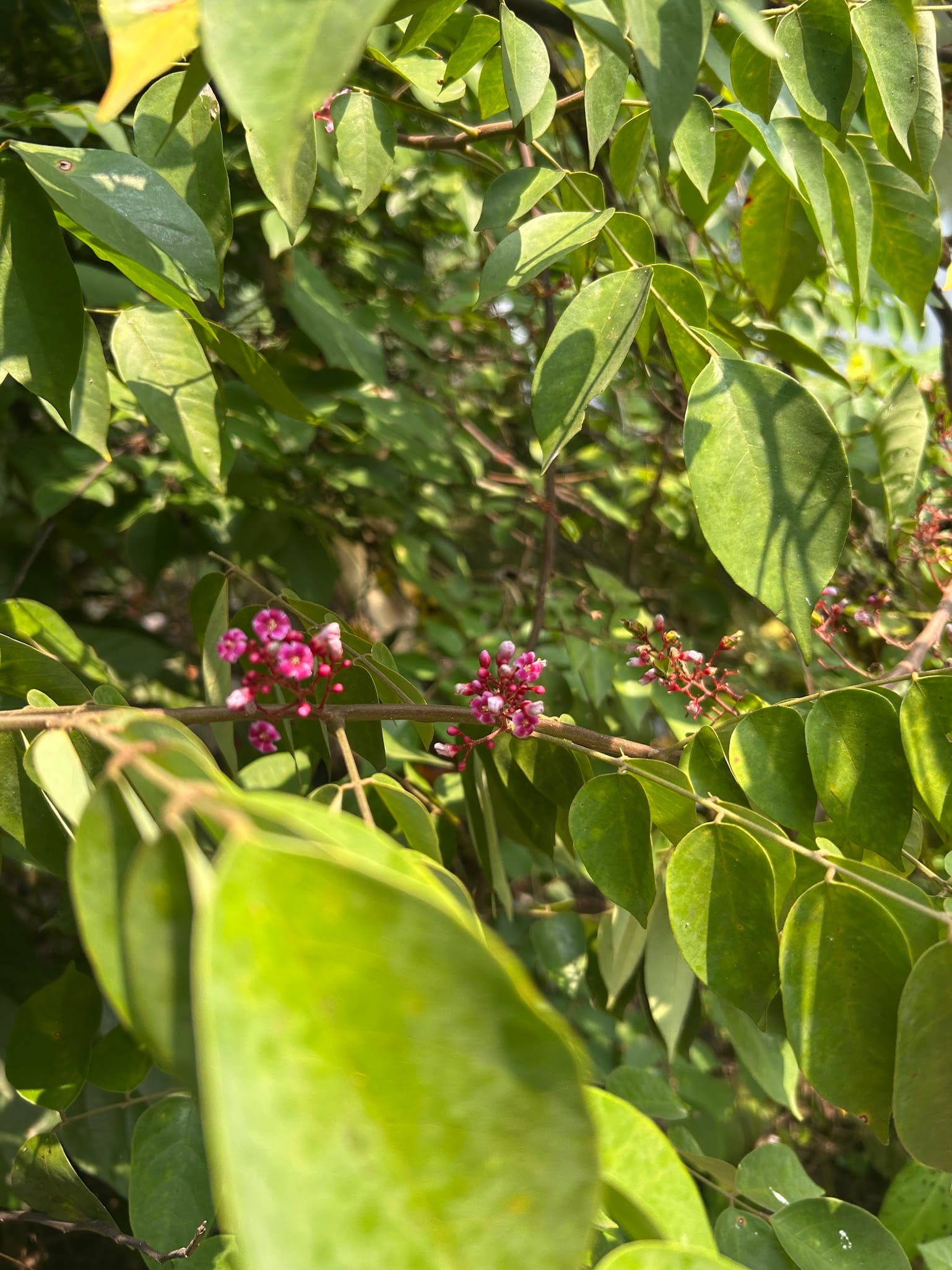 Starfruit blossoms