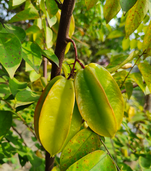 Starfruit