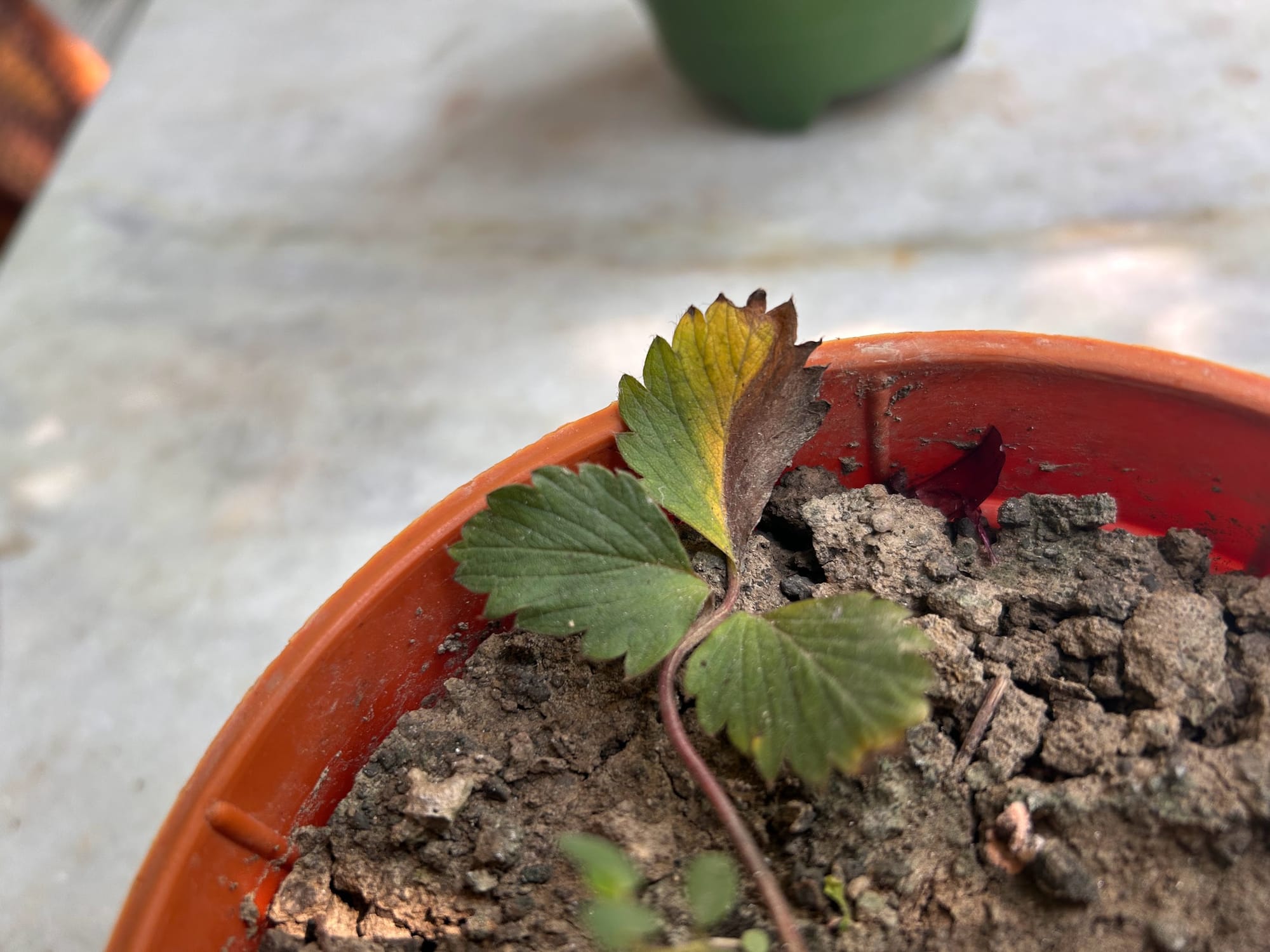 Strawberry Leaves Turning Brown