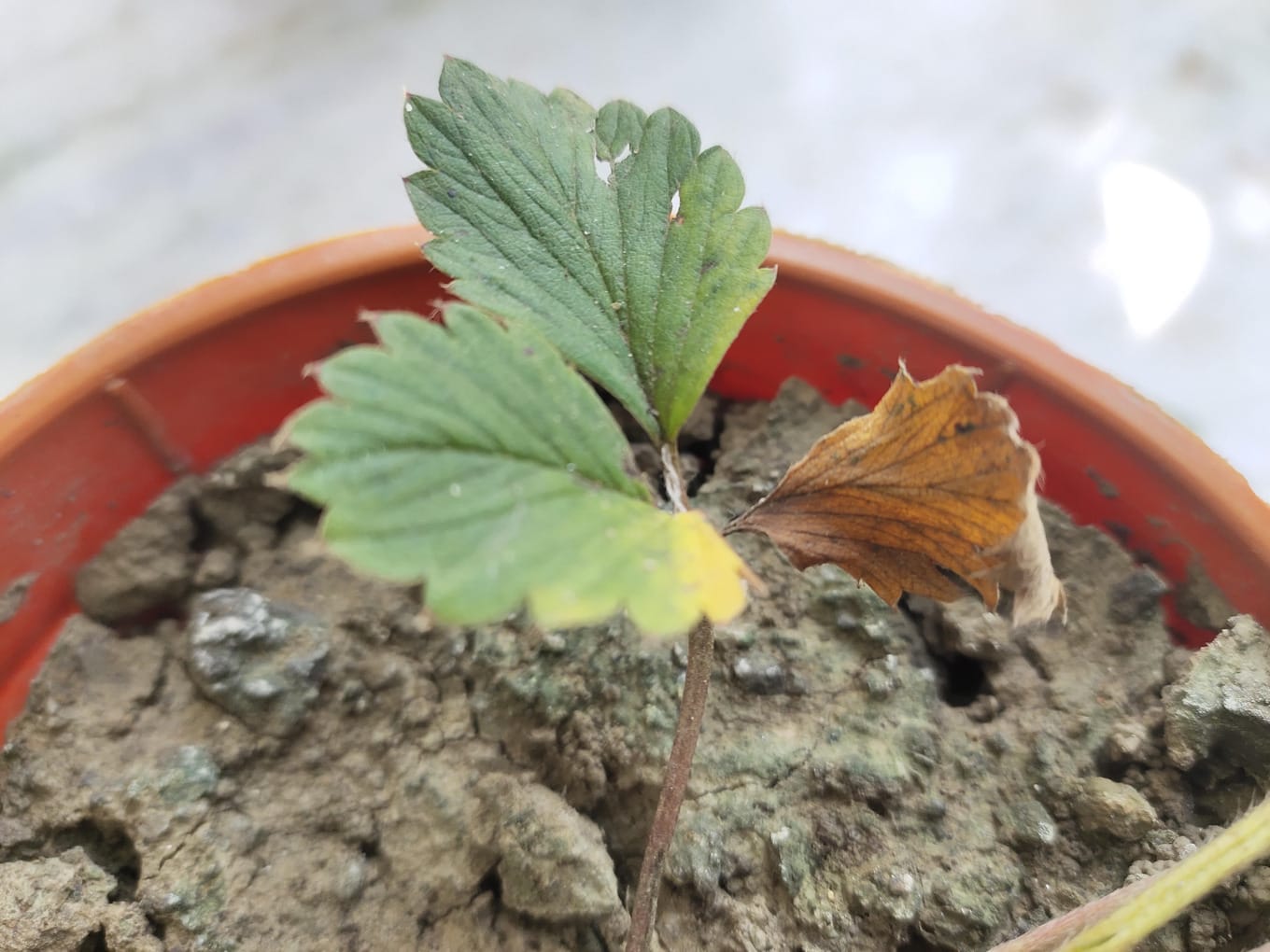 Brown and dry strawberry leaf